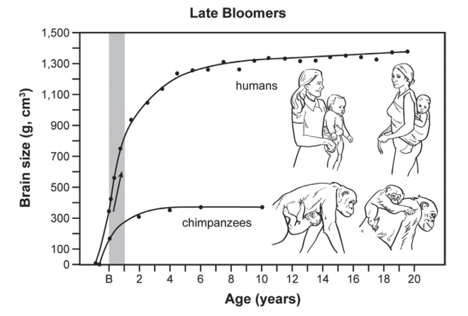 late-bloomers
